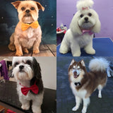 Multicolor Bow Tie